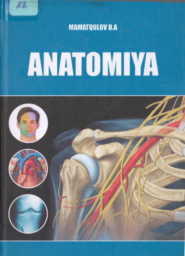 Anatomiya