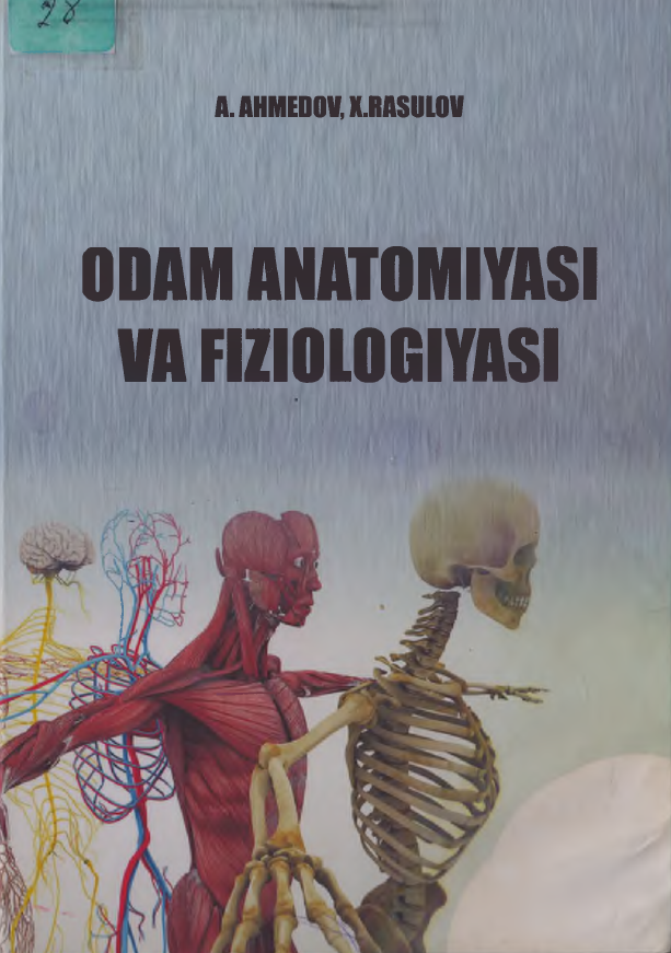 ODAM ANATOMIYASI VA FIZALOGIYASI