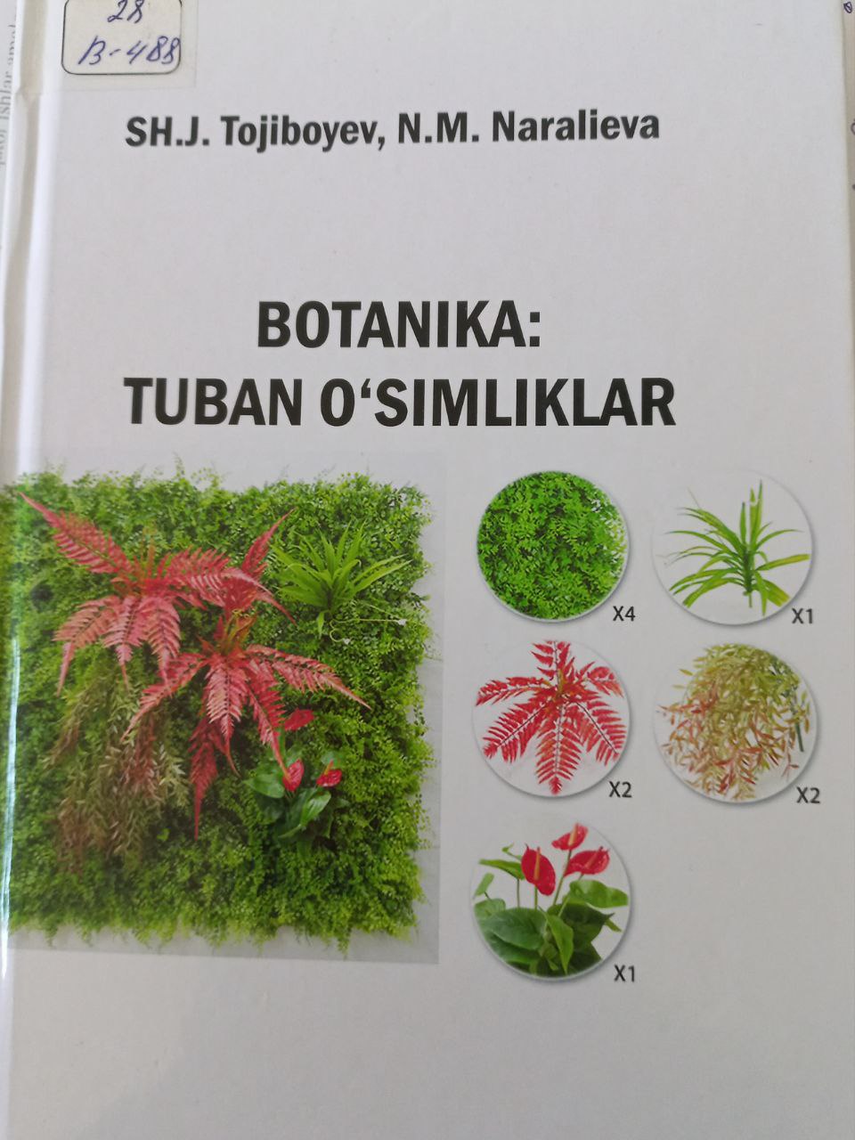 BOTANIKA: TUBAN 0 ‘SIMLIKLAR