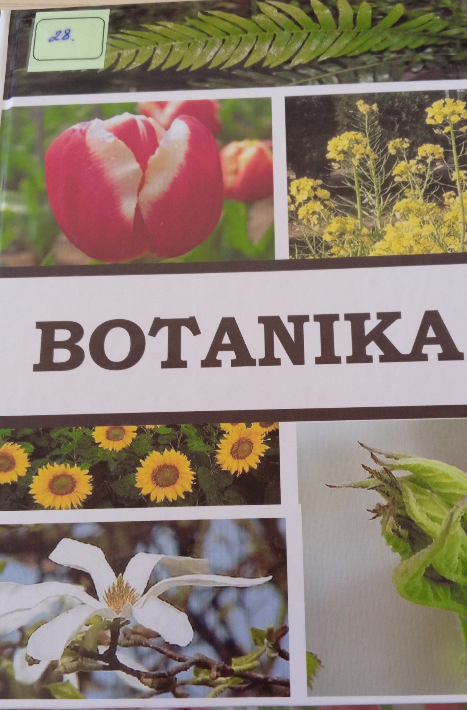 Botanika