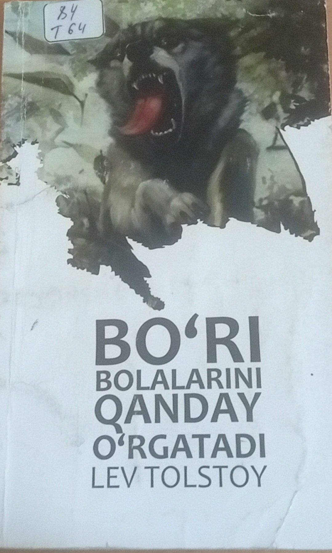 Bo'ri bolalarini qanday o'rgatadi